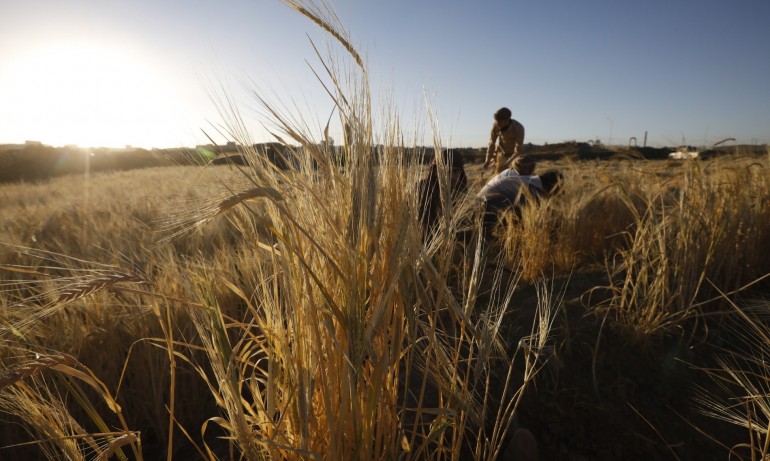 Зърнопроизводители: Държавата създава хаос на пазара на пшеница - Tribune.bg