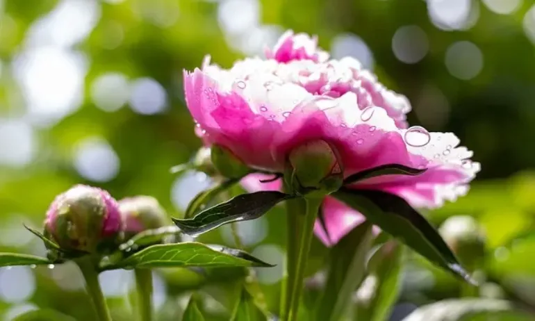 Слънчево днес, но с краткотрайни валежи и гръмотевици - Tribune.bg