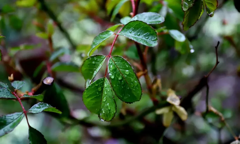 Седмицата започва с валежи - Tribune.bg