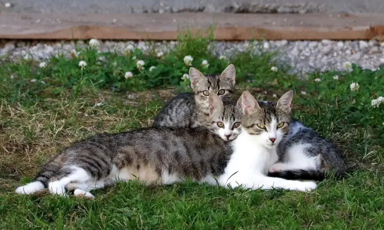 Почина Роузи - най - старата котка в света