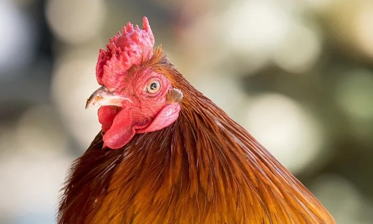 Днес е Петльовден! - Tribune.bg