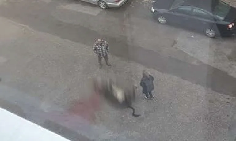 Мъж от Гоце Делчев заколи крава на пътя, кара се със съседка заради забележка - Tribune.bg