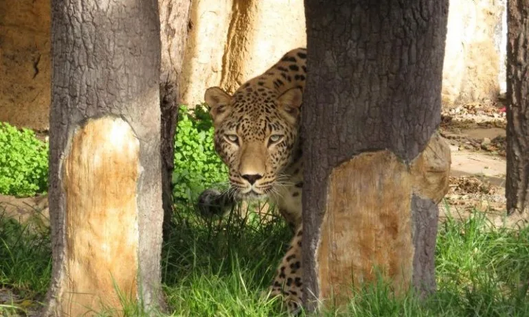 В Софийския зоопарк вече има и женски персийски леопард - Tribune.bg