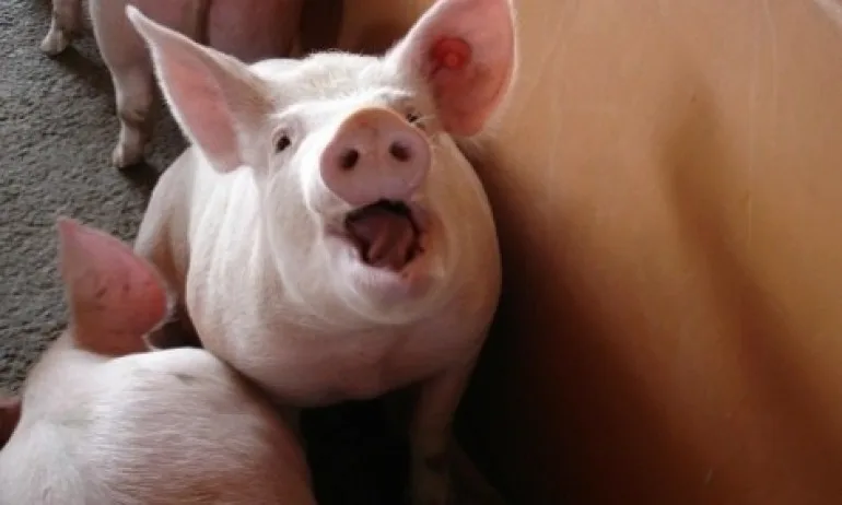 Очаква се резултатът от пробата за африканска чума в Шабленско - Tribune.bg