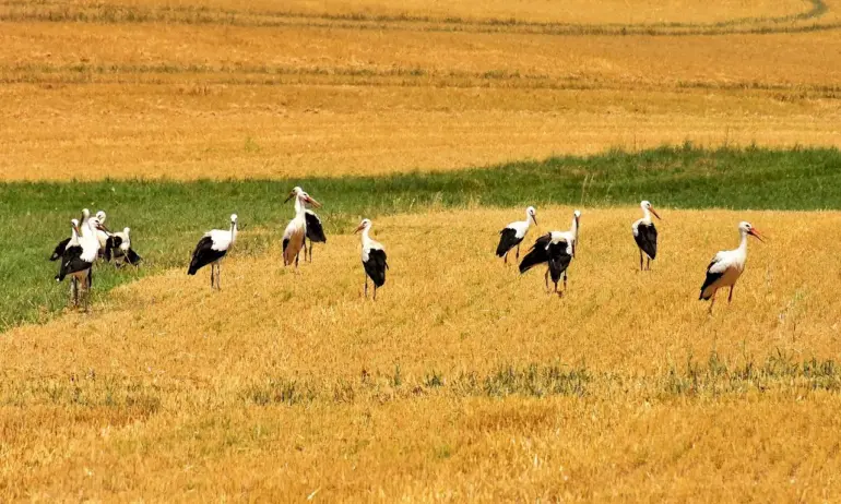 Над 20 щъкела са спасени и ще летят свободно - Tribune.bg