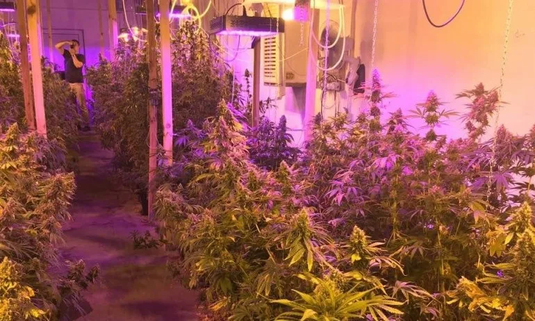 Антимафиотите разбиха оранжерия за канабис в Габровско - Tribune.bg