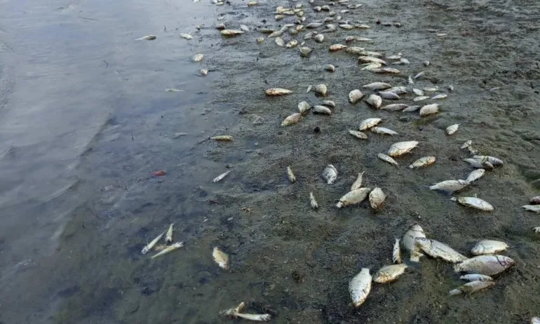 Екологична катастрофа: Язорив Копринка на дъното. Хиляди риби са мъртви - Tribune.bg