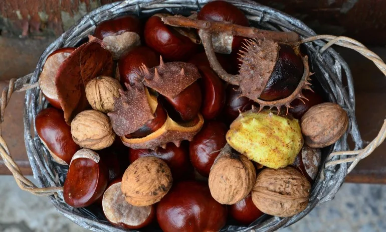 Кестенът – цар на есенните изкушения - Tribune.bg