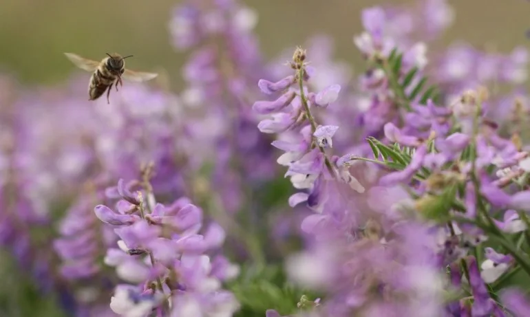 Седмицата започва със слънчево и горещо време - Tribune.bg