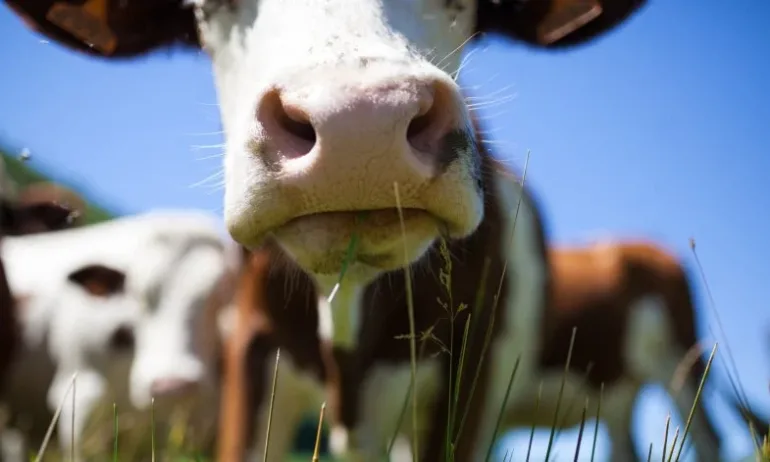 Хванаха голямо огнище на Бруцелоза край Симитли - Tribune.bg