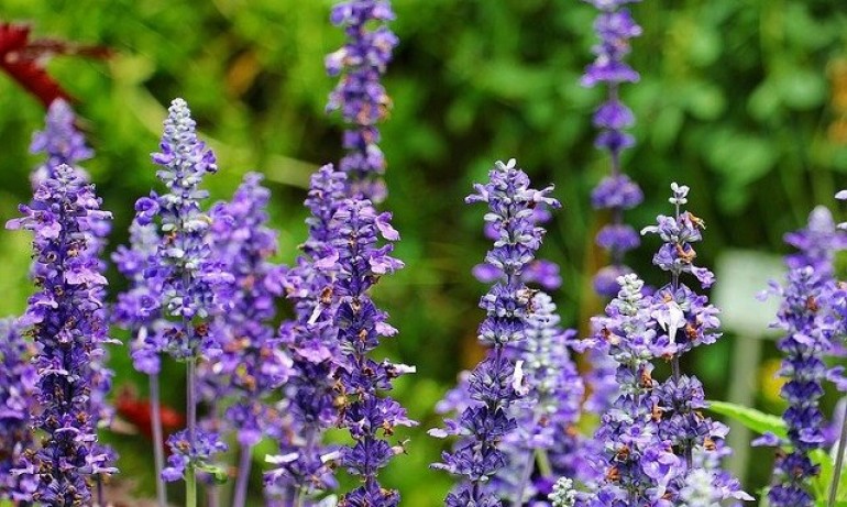 Салвия – билка на безсмъртието - Tribune.bg