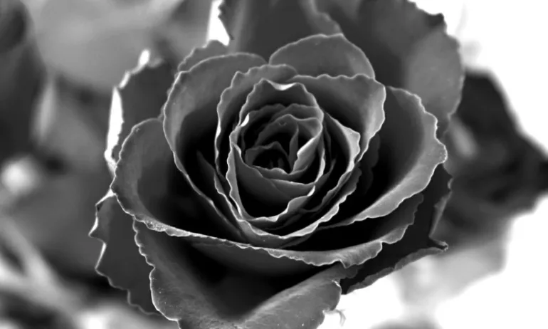 Как да преодолеем тъгата по загубата на любим човек - Tribune.bg