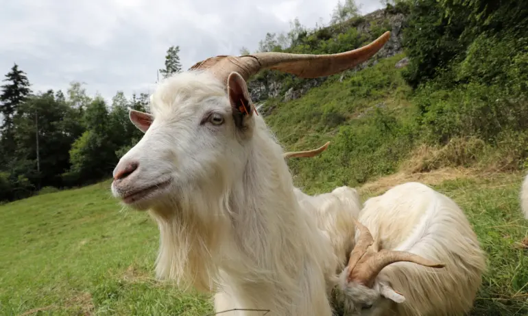 Пренаселено: Италиански остров предлага кози за осиновяване - Tribune.bg