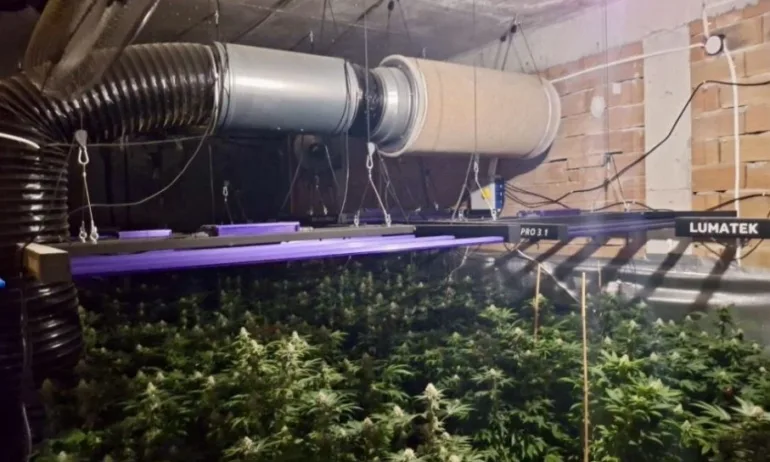 Акция на ГДБОП във Варна: Разбита организирана група за наркотици и модерна наркооранжерия - Tribune.bg