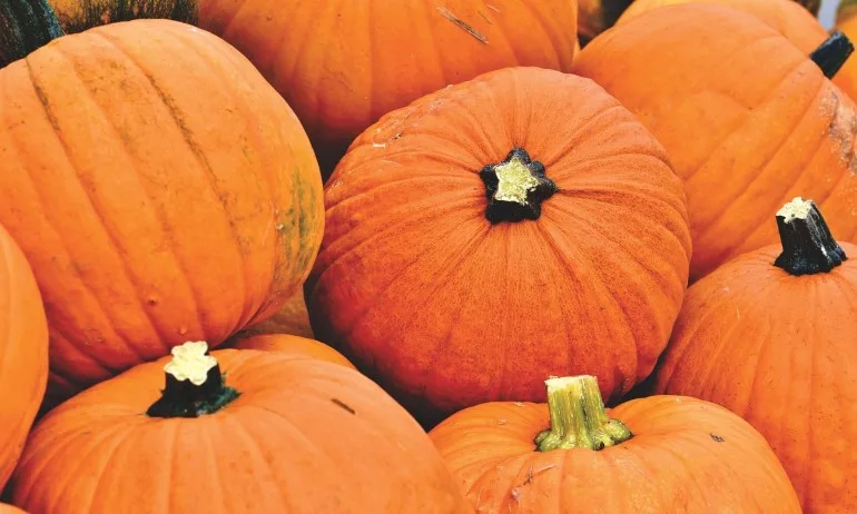 Уникален зеленчук, който изчиства черния дроб - Tribune.bg