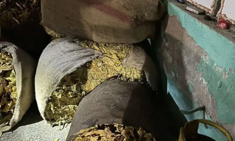 Арестуваха петима за производство на нелегален тютюн в Софийско - (СНИМКИ) - Tribune.bg