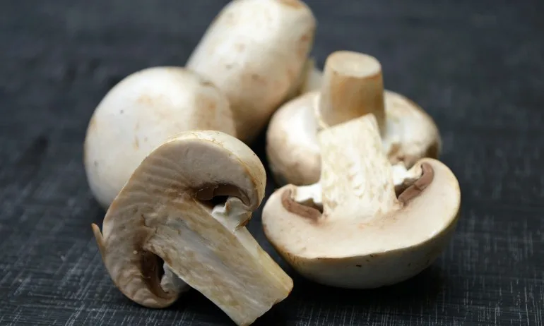 Гъбите, като антистрес терапия - Tribune.bg