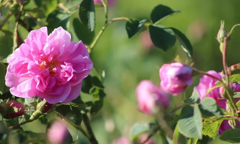 Гарантира се произходът и качеството на продуктите от маслодайна роза - Tribune.bg