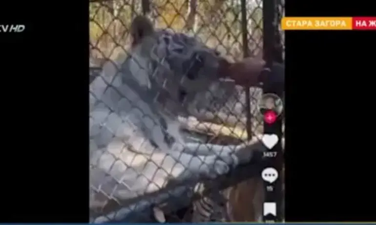 След като пони отхапа пръстите на жена: Посетители хранят от ръка тигри с пилешки бутчета - Tribune.bg