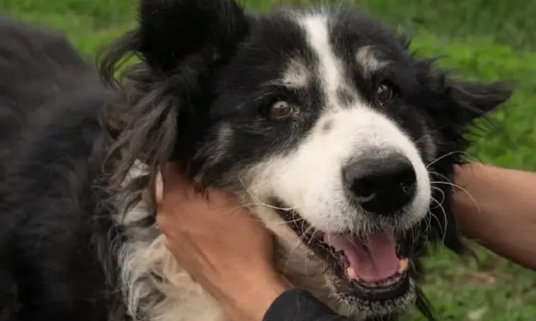 С над 67.7% е намалена популацията на бездомни кучета в София спрямо 2007 г. - Tribune.bg