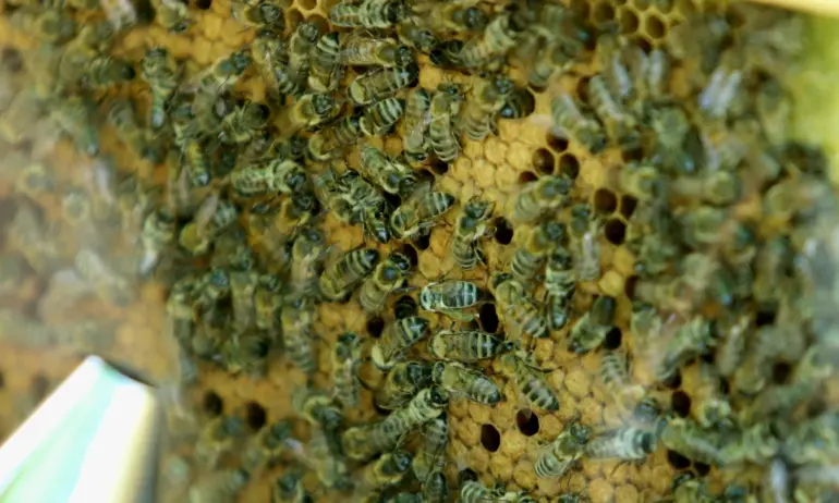 Пчелари също ще протестират срещу украинския внос - Tribune.bg