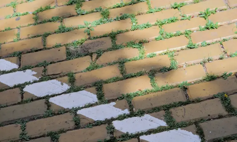 Заради липса на поддръжка: Жълтите павета станаха зелени - Tribune.bg