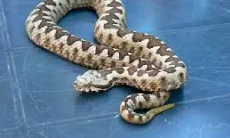 Пепелянка умря в Хърватия, след като ухапа пиян мъж - Tribune.bg