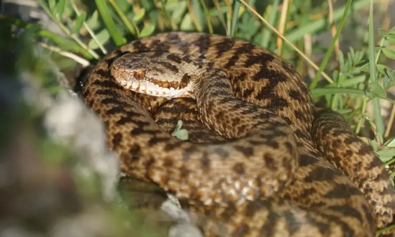 Първи случаи на ухапани от змии по Черноморието 