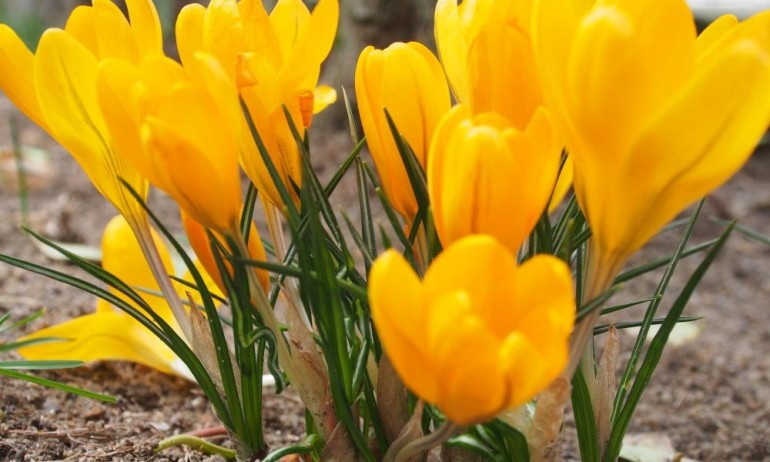 Топъл февруари, температурите днес стигат до 19 градуса - Tribune.bg