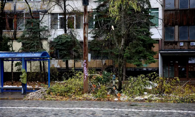 Над половината сигнали за паднали клони в София все още чакат - Tribune.bg