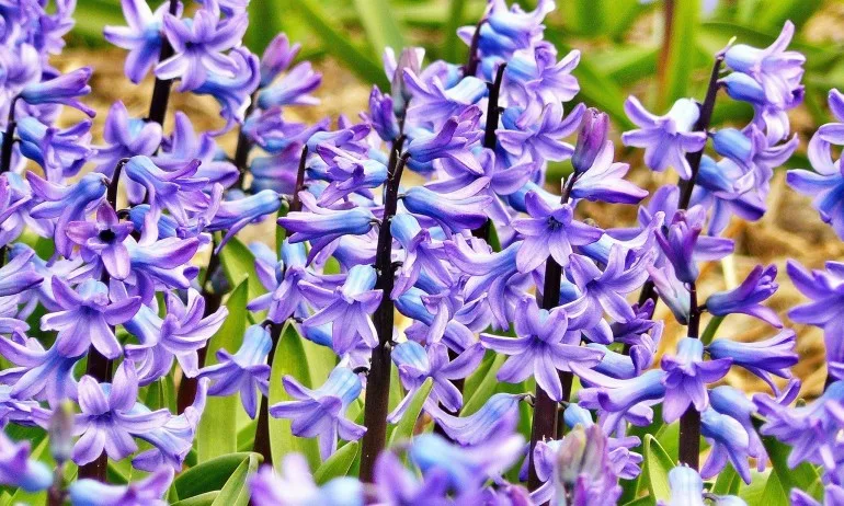 Зюмбюл – цветето на дъжда - Tribune.bg