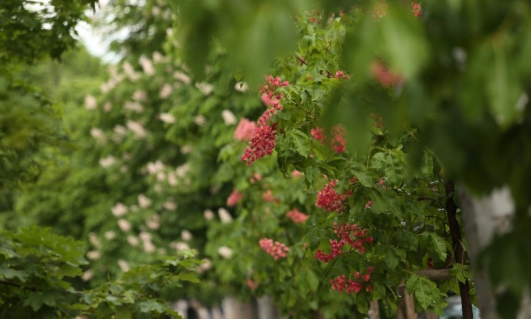 Очаква ни топло време, вечерта ще превали - Tribune.bg