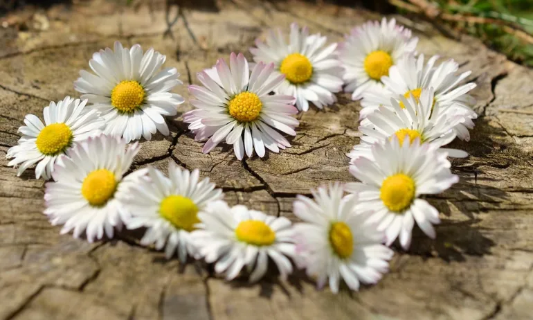 Каква е връзката мужду сърцето, метаболизма и пола? - Tribune.bg