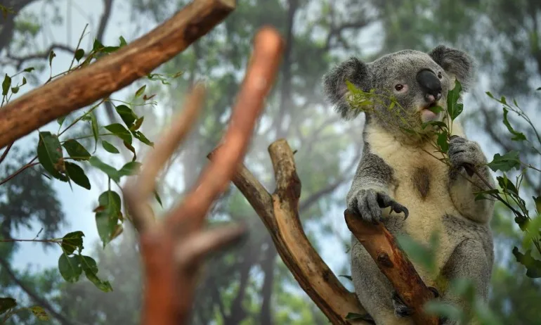 Коалите са застрашени от изчезване в следващите 30 години - Tribune.bg