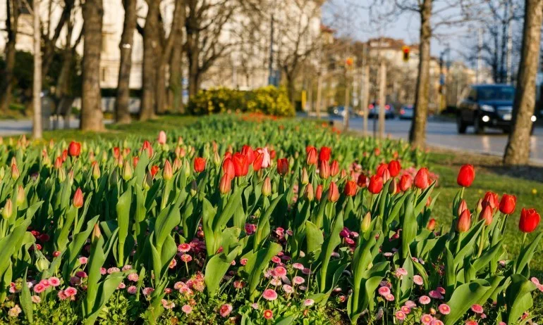 Снимка на деня: Честита Цветница! - Tribune.bg