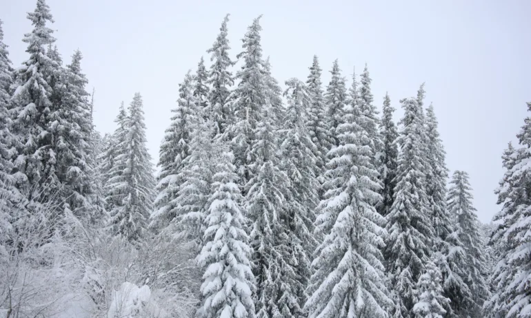 Облачно време и мъгли, жълт код за поледици в Западна България - Tribune.bg