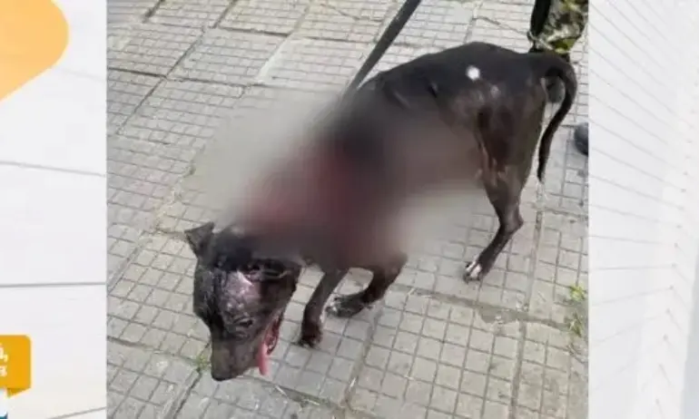 Мъж преби кучето си на улицата в Пловдив, тормозът бил системен и от години - Tribune.bg