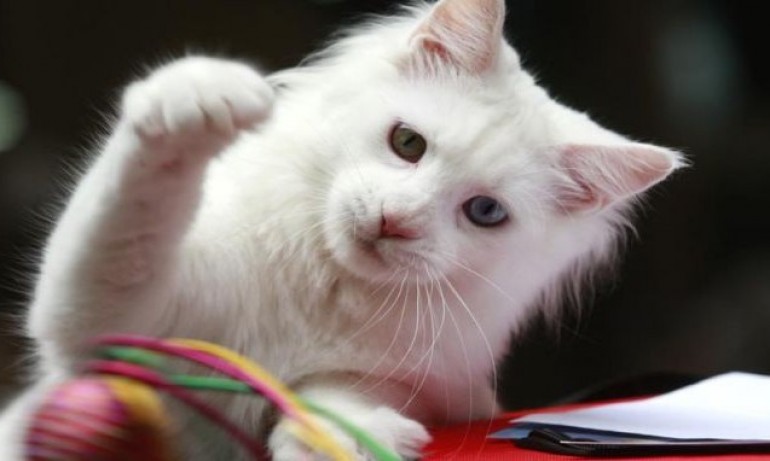 Германски град спасява редки птици като затваря котките до август - Tribune.bg