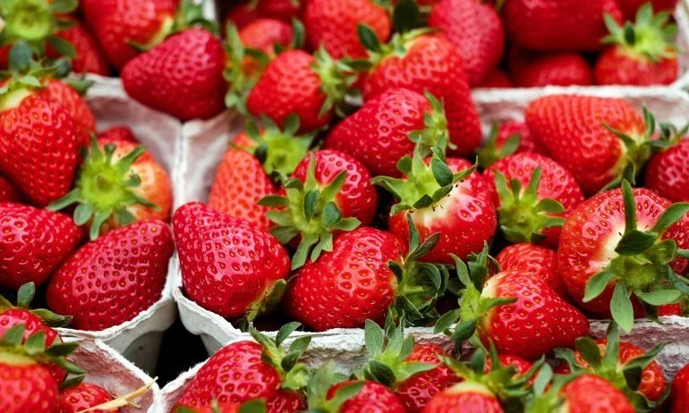 Българските берачи на ягоди, върнати от Франция, били третирани като бежанци - Tribune.bg