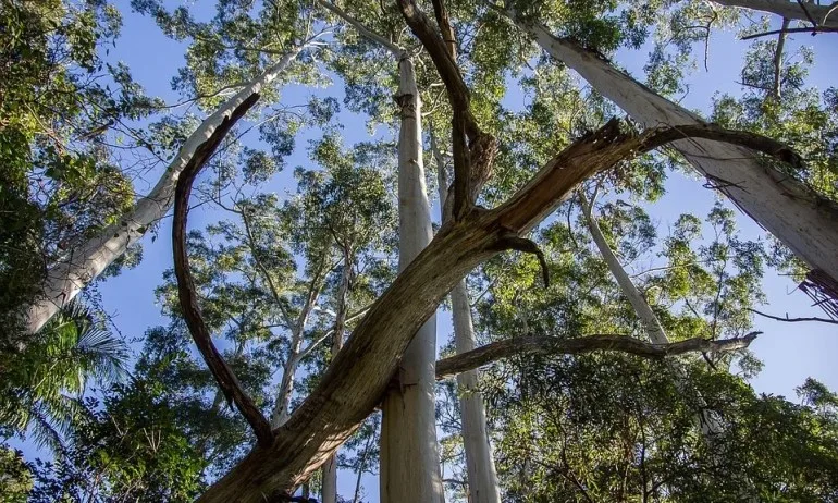 Огромно дърво падна върху 2-годишно дете в Кюстендил - Tribune.bg