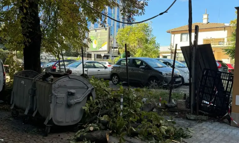 Докато на Опълченска режат здравите дървета, в район Възраждане опасните падат сами - Tribune.bg