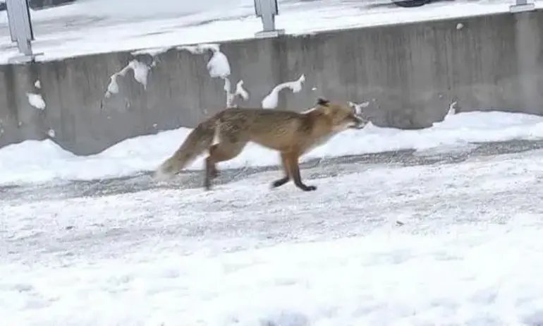 Лисица кръстосва улиците на р-н Слатина. Потребители питат кмета – търси входа за метрото или баничарницата - Tribune.bg