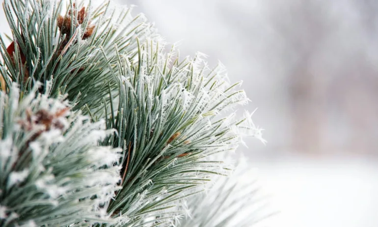 Седмицата започва с ледено време - Tribune.bg