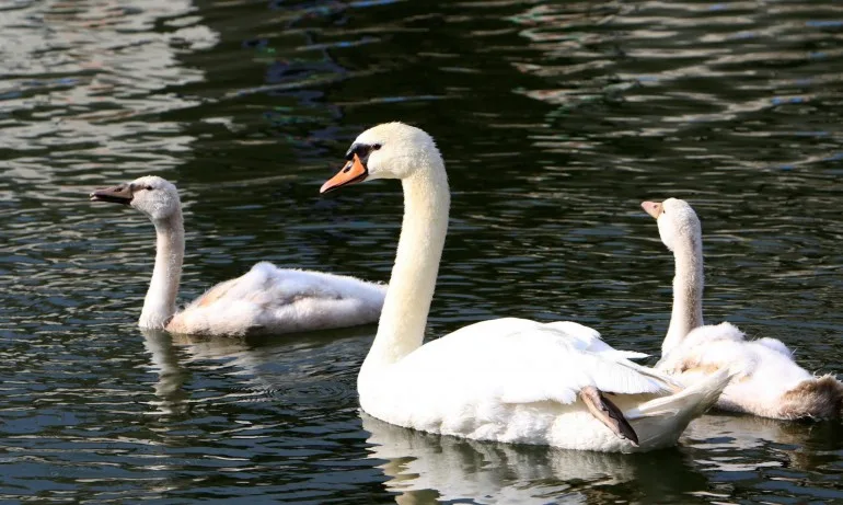 Карантинират лебедите в Брюж - Tribune.bg