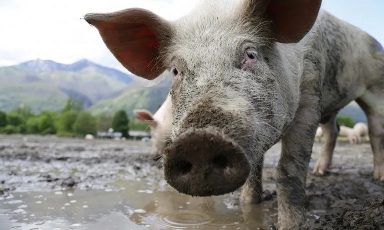 Африканска чума по свинете и в област Пазарджик - Tribune.bg