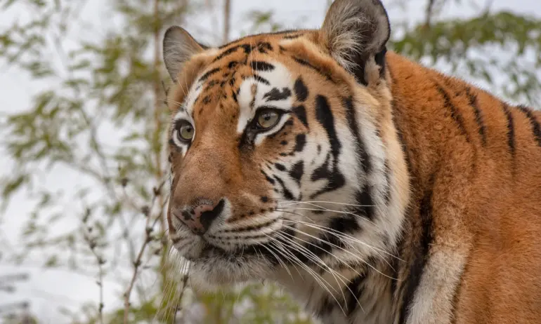 Почина сибирската тигрица Шели, една от любимките на Столичния зоопарк - Tribune.bg