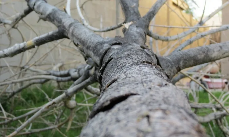 След силния вятър в София: 53 сигнала за паднали клони - Tribune.bg