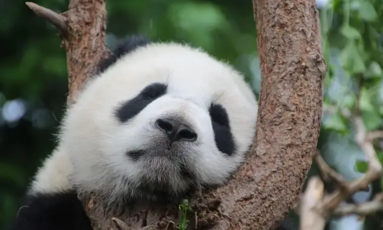 Финландска зоологическа ще върне пандите си на Китай заради инфлацията - Tribune.bg