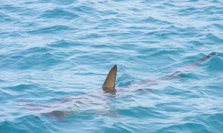 Австралиец се би с акула, за да спаси жена си - Tribune.bg