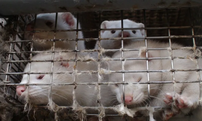 Според очевидци: Тонове одрани трупове на норки за заровени в гора в Твърдишко - Tribune.bg